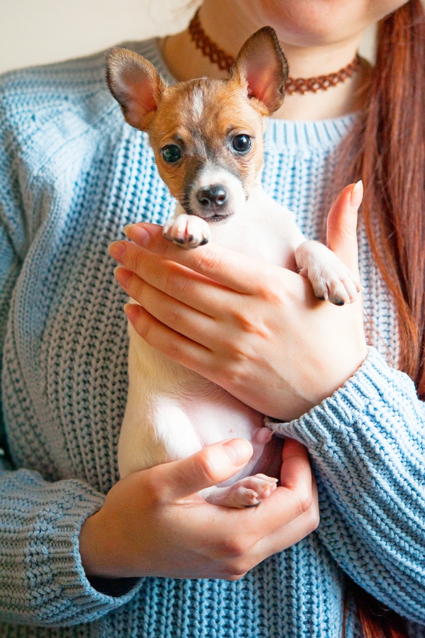 #тойфокстерьер #амертой #террабалтика #toyfoxterrier #terrabaltika #puppies #kennel