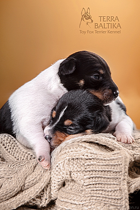 #тойфокстерьер #амертой #террабалтика #toyfoxterrier #terrabaltika #puppies #kennel