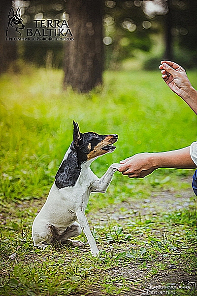 #тойфокстерьер #амертой #террабалтика #toyfoxterrier #terrabaltika #puppies #kennel