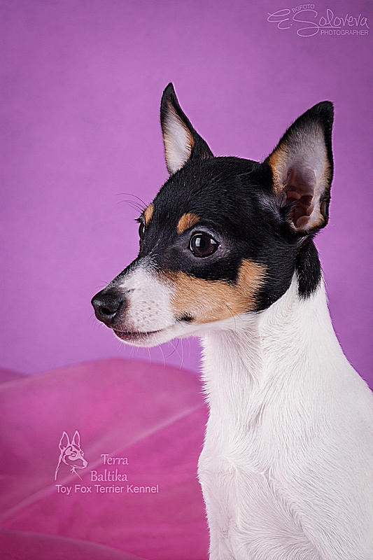 #тойфокстерьер #амертой #террабалтика #toyfoxterrier #terrabaltika #puppies #kennel
