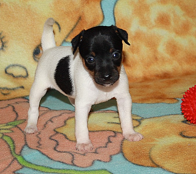 #тойфокстерьер #амертой #террабалтика #toyfoxterrier #terrabaltika #puppies #kennel