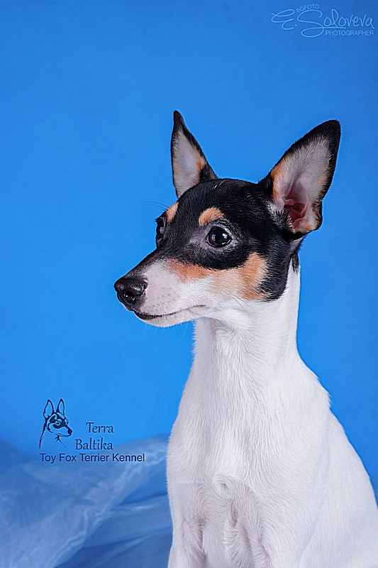 #тойфокстерьер #амертой #террабалтика #toyfoxterrier #terrabaltika #puppies #kennel