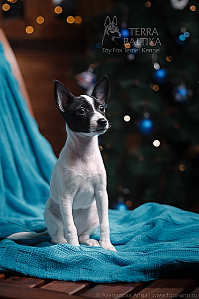 #тойфокстерьер #амертой #террабалтика #toyfoxterrier #terrabaltika #puppies #kennel