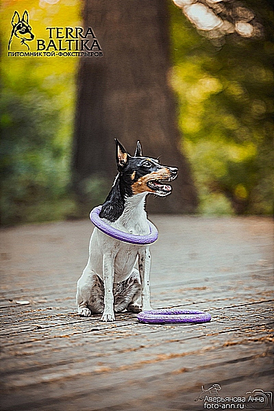 #тойфокстерьер #амертой #террабалтика #toyfoxterrier #terrabaltika #puppies #kennel