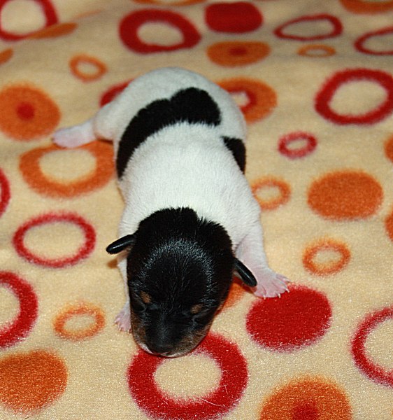 #тойфокстерьер #амертой #террабалтика #toyfoxterrier #terrabaltika #puppies #kennel