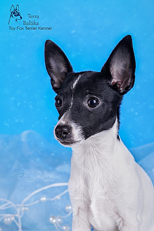 #тойфокстерьер #амертой #террабалтика #toyfoxterrier #terrabaltika #puppies #kennel