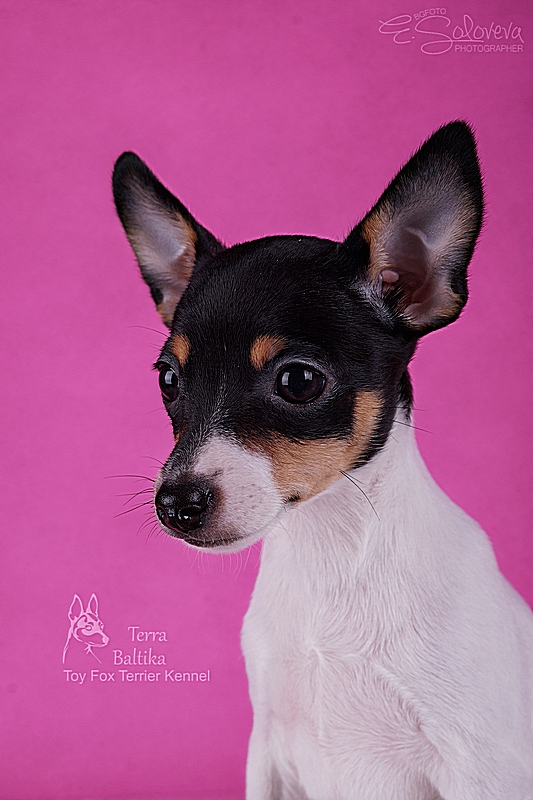 #тойфокстерьер #амертой #террабалтика #toyfoxterrier #terrabaltika #puppies #kennel