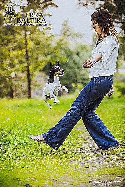 #тойфокстерьер #амертой #террабалтика #toyfoxterrier #terrabaltika #puppies #kennel