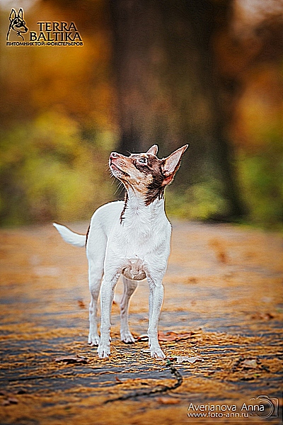 #тойфокстерьер #амертой #террабалтика #toyfoxterrier #terrabaltika #puppies #kennel