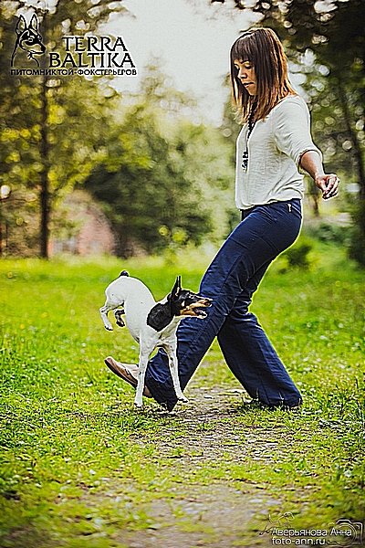 #тойфокстерьер #амертой #террабалтика #toyfoxterrier #terrabaltika #puppies #kennel
