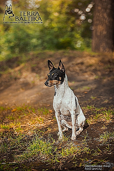 #тойфокстерьер #амертой #террабалтика #toyfoxterrier #terrabaltika #puppies #kennel