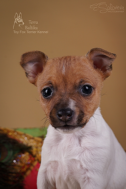#тойфокстерьер #амертой #террабалтика #toyfoxterrier #terrabaltika #puppies #kennel