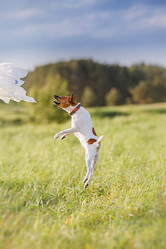 #тойфокстерьер #амертой #террабалтика #toyfoxterrier #terrabaltika #puppies #kennel
