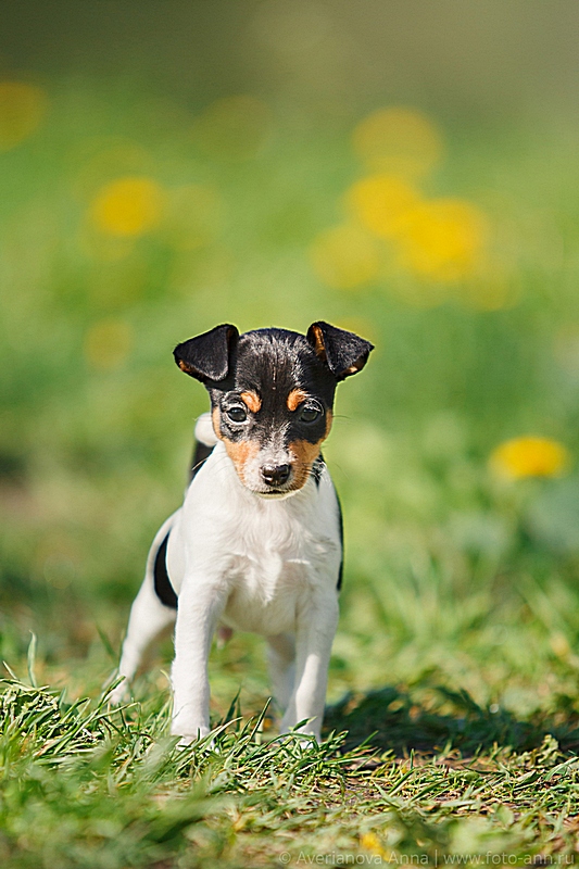 #тойфокстерьер #амертой #террабалтика #toyfoxterrier #terrabaltika #puppies #kennel