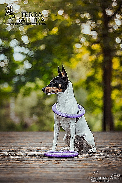 #тойфокстерьер #амертой #террабалтика #toyfoxterrier #terrabaltika #puppies #kennel