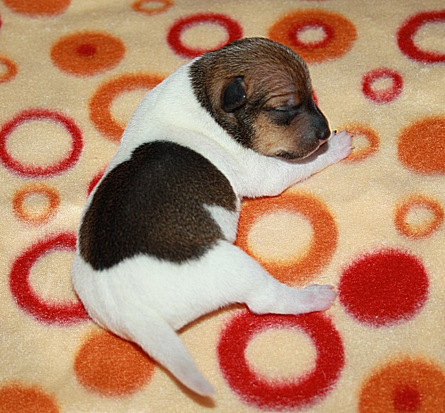 #тойфокстерьер #амертой #террабалтика #toyfoxterrier #terrabaltika #puppies #kennel