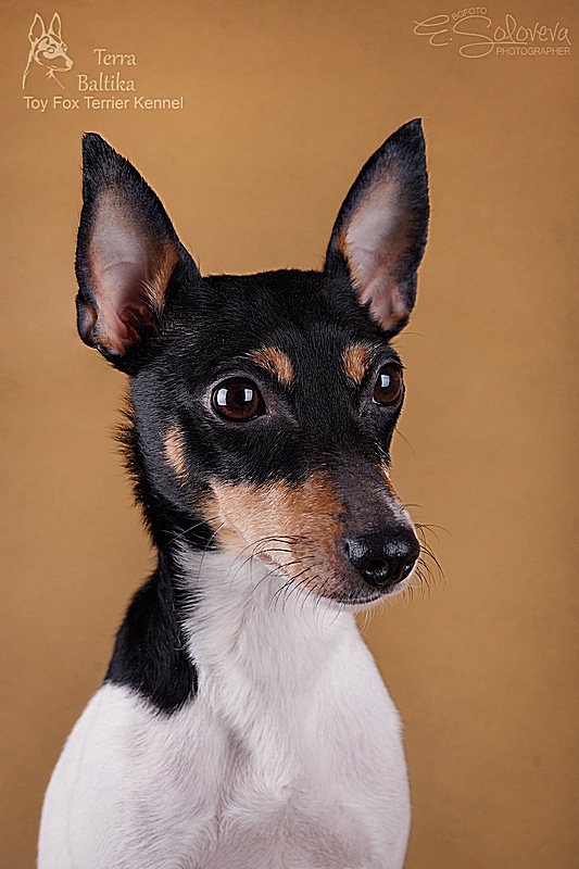 #тойфокстерьер #амертой #террабалтика #toyfoxterrier #terrabaltika #puppies #kennel