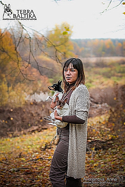 #тойфокстерьер #амертой #террабалтика #toyfoxterrier #terrabaltika #puppies #kennel