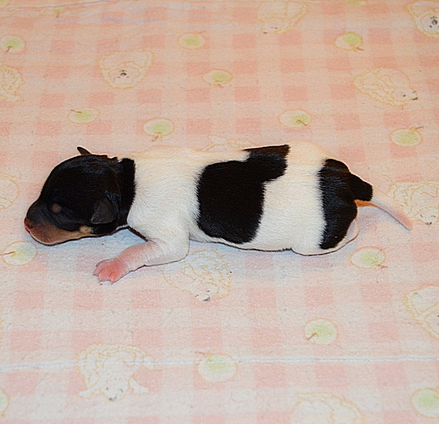 #тойфокстерьер #амертой #террабалтика #toyfoxterrier #terrabaltika #puppies #kennel
