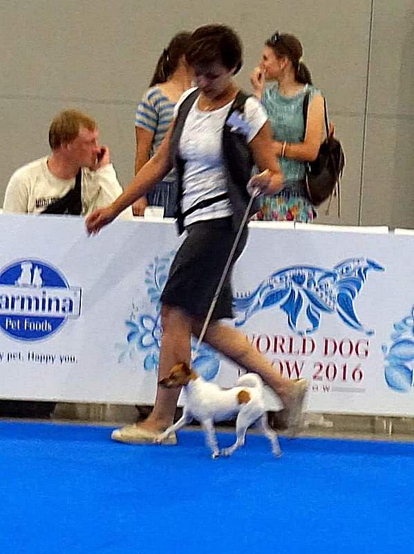#тойфокстерьер #амертой #террабалтика #toyfoxterrier #terrabaltika #puppies #kennel