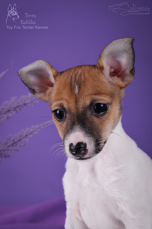 #тойфокстерьер #амертой #террабалтика #toyfoxterrier #terrabaltika #puppies #kennel