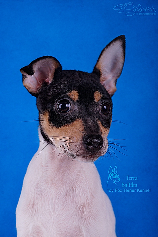 #тойфокстерьер #амертой #террабалтика #toyfoxterrier #terrabaltika #puppies #kennel