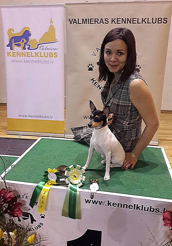 #тойфокстерьер #амертой #террабалтика #toyfoxterrier #terrabaltika #puppies #kennel