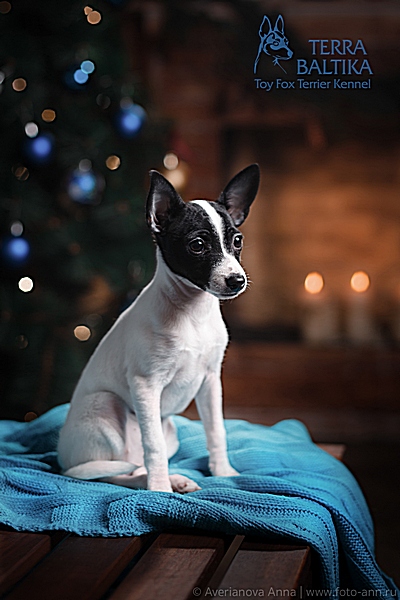 #тойфокстерьер #амертой #террабалтика #toyfoxterrier #terrabaltika #puppies #kennel