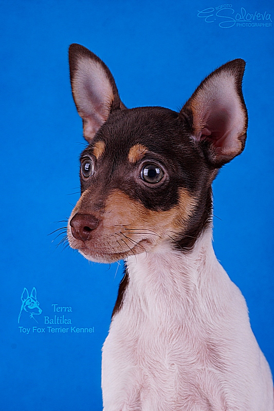 #тойфокстерьер #амертой #террабалтика #toyfoxterrier #terrabaltika #puppies #kennel