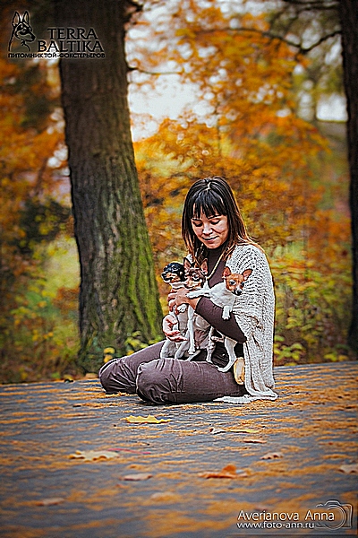 #тойфокстерьер #амертой #террабалтика #toyfoxterrier #terrabaltika #puppies #kennel