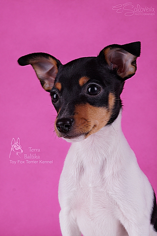 #тойфокстерьер #амертой #террабалтика #toyfoxterrier #terrabaltika #puppies #kennel