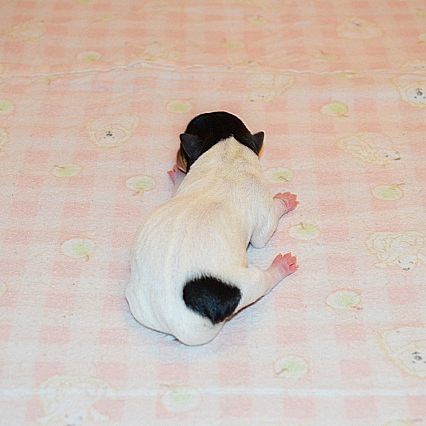 #тойфокстерьер #амертой #террабалтика #toyfoxterrier #terrabaltika #puppies #kennel
