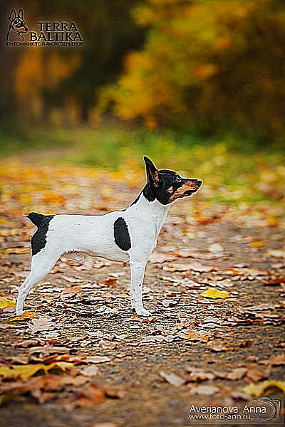 #тойфокстерьер #амертой #террабалтика #toyfoxterrier #terrabaltika #puppies #kennel