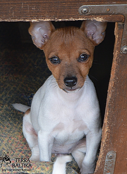 #тойфокстерьер #амертой #террабалтика #toyfoxterrier #terrabaltika #puppies #kennel