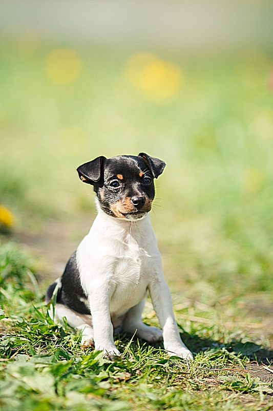 #тойфокстерьер #амертой #террабалтика #toyfoxterrier #terrabaltika #puppies #kennel