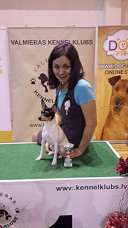 #тойфокстерьер #амертой #террабалтика #toyfoxterrier #terrabaltika #puppies #kennel