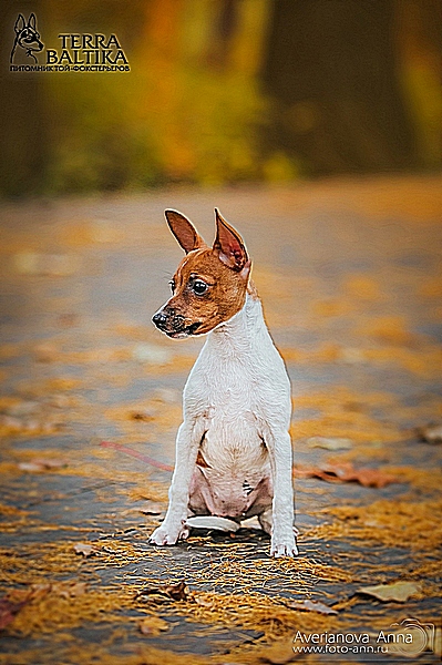 #тойфокстерьер #амертой #террабалтика #toyfoxterrier #terrabaltika #puppies #kennel