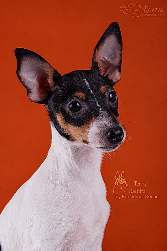 #тойфокстерьер #амертой #террабалтика #toyfoxterrier #terrabaltika #puppies #kennel