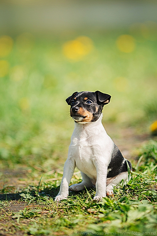 #тойфокстерьер #амертой #террабалтика #toyfoxterrier #terrabaltika #puppies #kennel