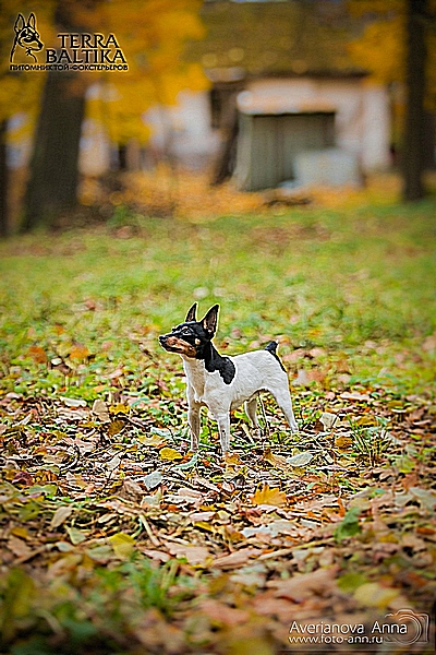 #тойфокстерьер #амертой #террабалтика #toyfoxterrier #terrabaltika #puppies #kennel