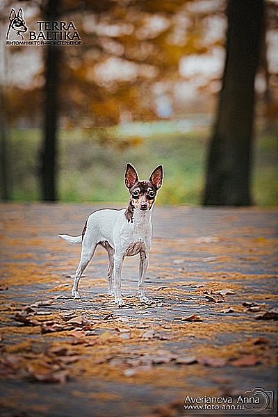 #тойфокстерьер #амертой #террабалтика #toyfoxterrier #terrabaltika #puppies #kennel