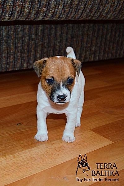 #тойфокстерьер #амертой #террабалтика #toyfoxterrier #terrabaltika #puppies #kennel