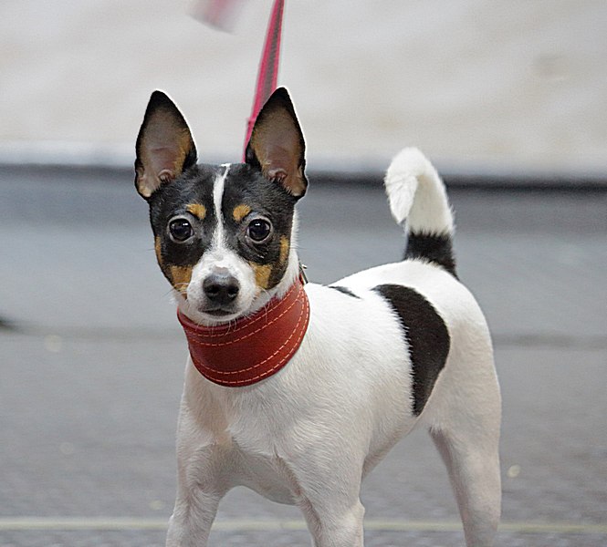 #тойфокстерьер #амертой #террабалтика #toyfoxterrier #terrabaltika #puppies #kennel