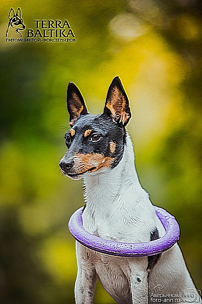 #тойфокстерьер #амертой #террабалтика #toyfoxterrier #terrabaltika #puppies #kennel