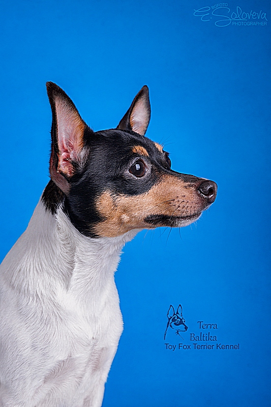 #тойфокстерьер #амертой #террабалтика #toyfoxterrier #terrabaltika #puppies #kennel
