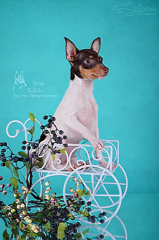 #тойфокстерьер #амертой #террабалтика #toyfoxterrier #terrabaltika #puppies #kennel