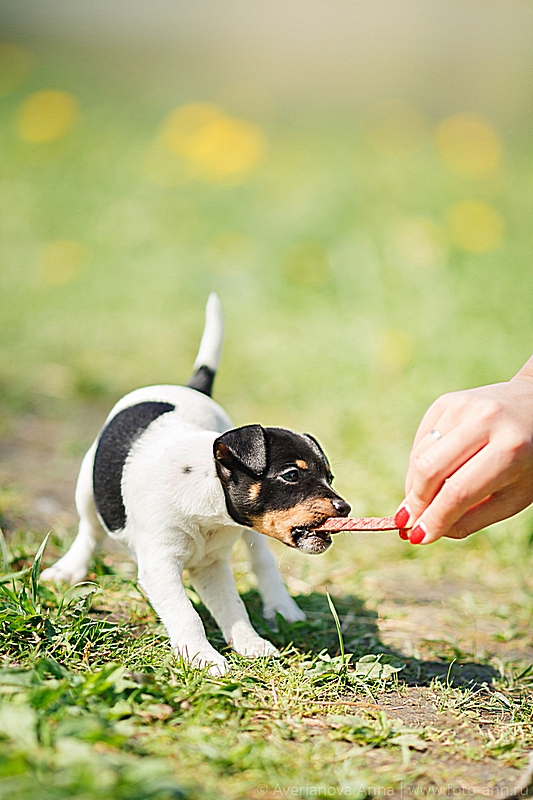#тойфокстерьер #амертой #террабалтика #toyfoxterrier #terrabaltika #puppies #kennel