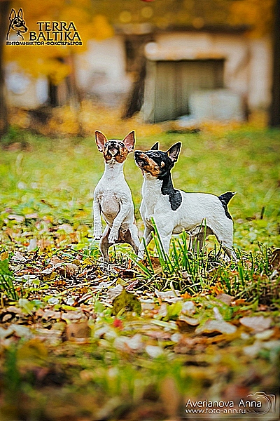 #тойфокстерьер #амертой #террабалтика #toyfoxterrier #terrabaltika #puppies #kennel