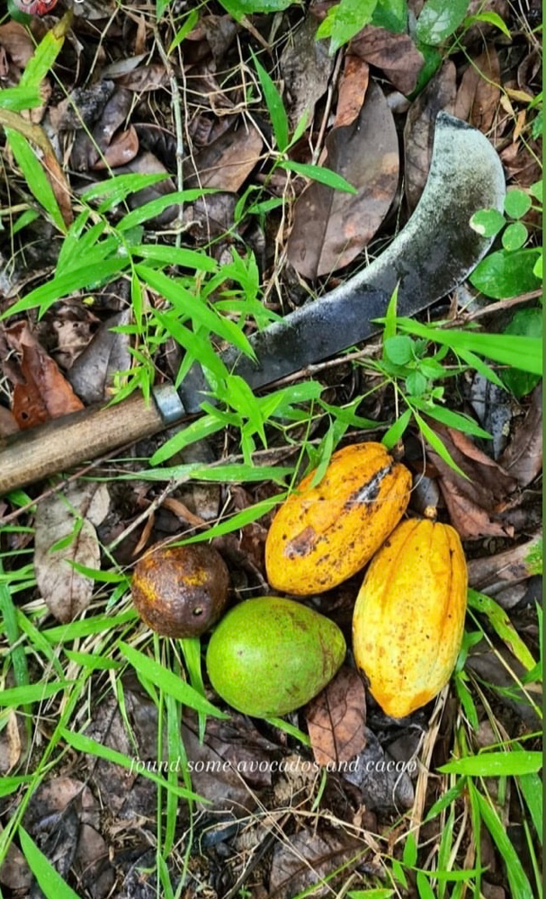 Frische Früchte ernten