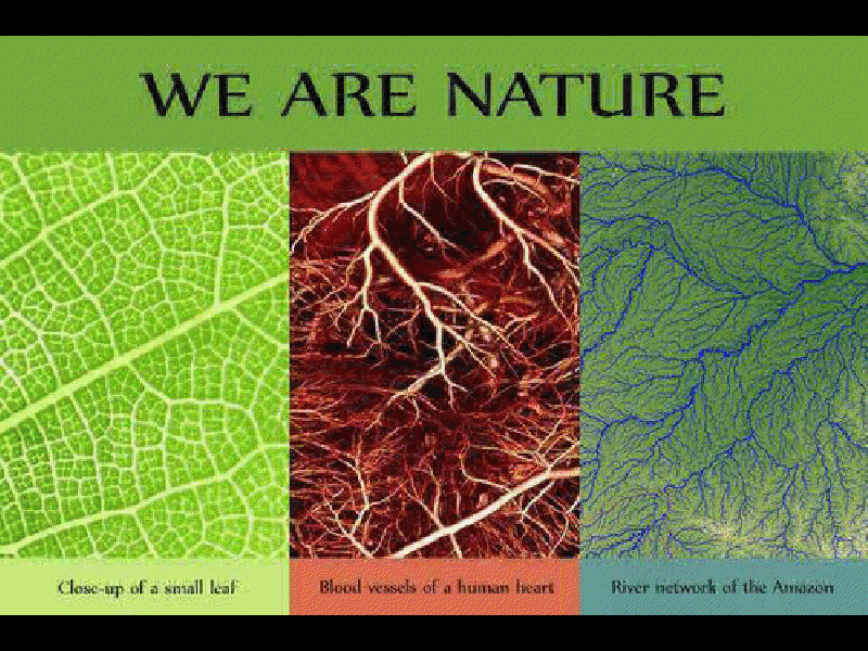 Obsérvese la semejanza entre el sistema de distribución de sangre el cuerpo humano, de savia una hoja de cualquier planta y un sistema fluvial de la tierra.